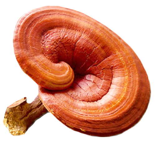 Ganoderma