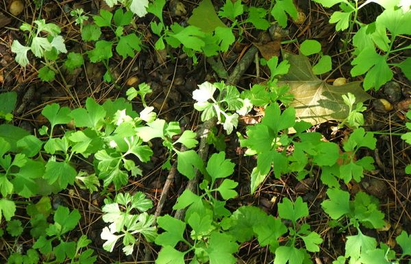 Ginkgo Biloba