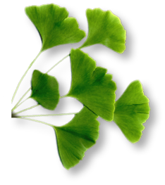 Ginkgo Biloba