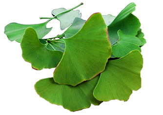 Ginkgo Biloba