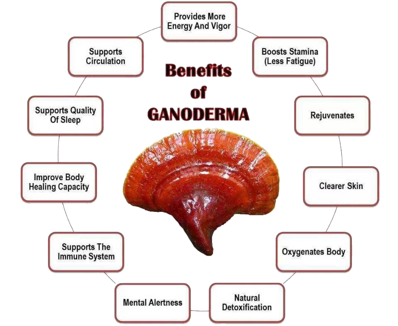 Ganoderma